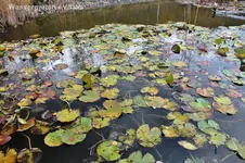 Wassergarten 5.webp