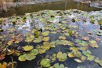 Wassergarten 5.jpg