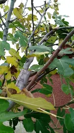 IMG_20181112_111630135.jpg