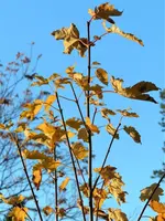 image003.webp