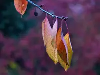 image004.webp