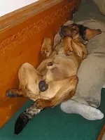 Herbert mit Hund 1.jpg