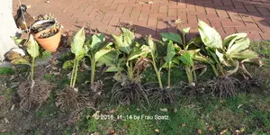 Forum Cannas ausgebuddelt 2018_11_14 P1110469.JPG