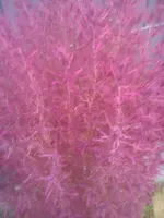 DSC05260.webp