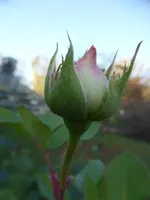 P1110447.webp