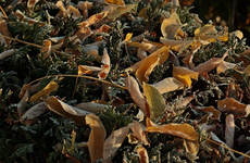 Frost_Blätter_900.webp