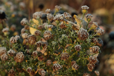 Frost_verblühte Blümchen_900.JPG