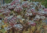 Hortensie_Hor Red_Frost_900.JPG