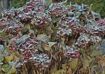Hortensie_Hor Red_Frost_900.webp