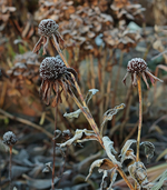 Rchinaccae_Frost_braun_700.webp