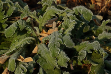 Staudenmohn_Frost_900.webp