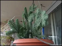 c055.webp