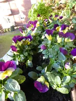 P1110475Hornveilchen.webp