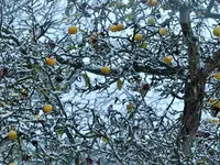 image009.webp