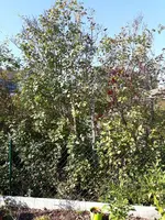 2018_10_Fliederbaum.jpg