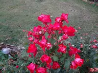 DSC00009.webp