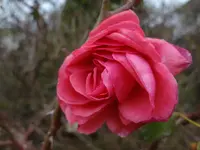 DSC00007.webp