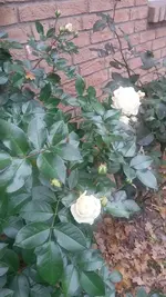 20181121_120952.webp