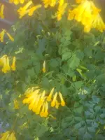 DSC05277.webp