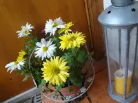 DSC00005.webp