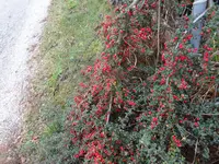 DSC00008.webp