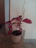 1543045800541985574360.webp