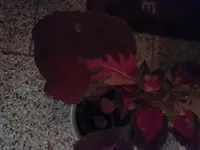 15430458748421906265285.webp