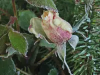 DSCF2066 (2).webp