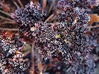 DSCF2061 (2).webp