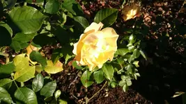 DSC_0229.webp