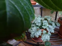P1050021.webp