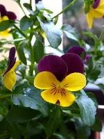 P1050024(1).webp