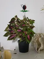 20181124_161121.webp