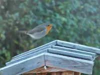 DSCF2034.JPG