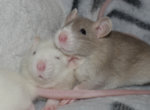 Dashi und Miso.jpg