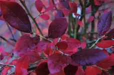 2018hrbst37.webp