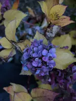 2018hrbst38.webp