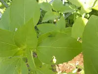 Suchbild.webp