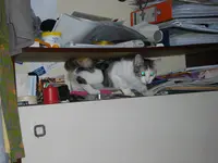 IMGP7066.webp