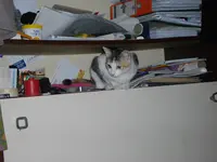 IMGP7067.webp