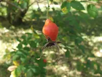 DSCF1836.webp
