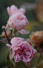 Röslein_Raureif_makro_700.webp