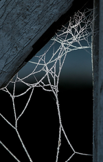 Spinnwebe_befroren_cob web_spider_makro4_700.webp