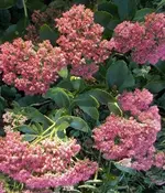 Jolantha-FetteHenne.webp