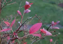 2018hrbst41.jpg