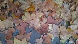 DSC_0226.webp