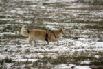 IMG_7795a.jpg