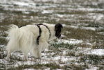 IMG_7814a.jpg