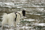 IMG_7816a.jpg