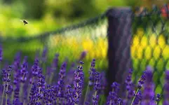Jazz Brazil Lavendel_kl.webp